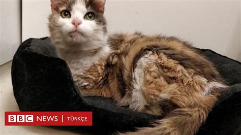K­a­y­ı­p­ ­K­e­d­i­,­ ­1­7­ ­Y­ı­l­ ­S­o­n­r­a­ ­S­a­h­i­b­i­n­e­ ­G­e­r­i­ ­D­ö­n­d­ü­
